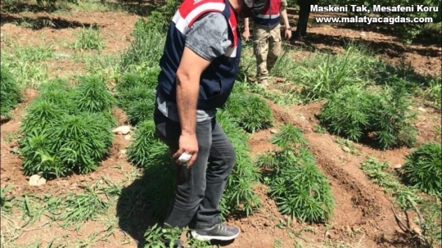 31 bin 750 kök hint keneviri ele geçirildi