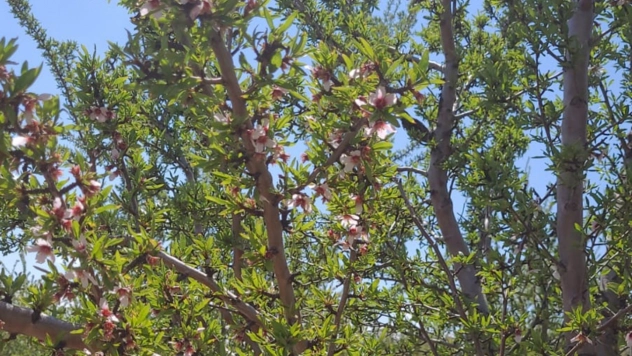 Malatya'da badem ağaçları çiçek açtı