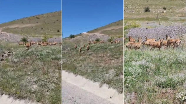 Malatya'da dağ keçileri sürü halinde görüntülendi