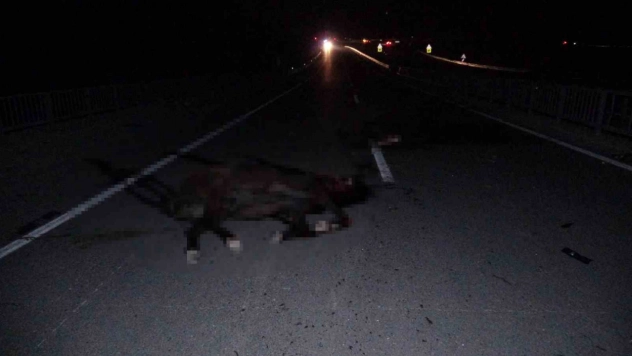 Malatya'da feci olay: Milyonluk taylar karayolunda telef oldu