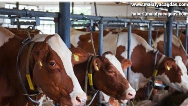 Hayvan yetiştiricilerine düve desteği