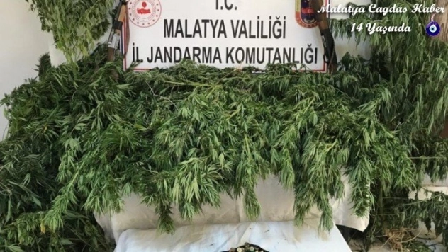 Kaçak kenevir operasyonu: 2 gözaltı