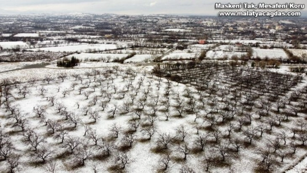 Malatya'da kayısı ağaçlarına beyaz gelinlik