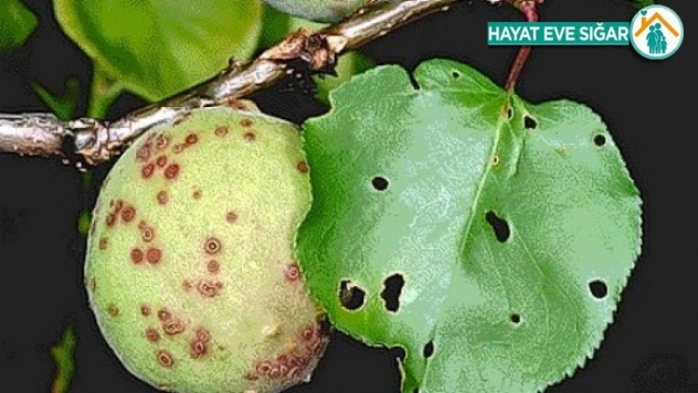 Malatya'da kayısı ağaçlarındaki monilya hastalığıyla ilgili rapor hazırlandı