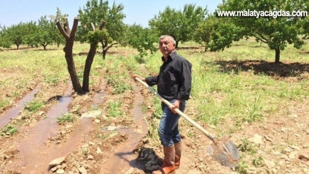 Kayısı rekolte tartışmaları devam ediyor