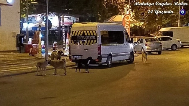 Malatya'da köpek korkusu