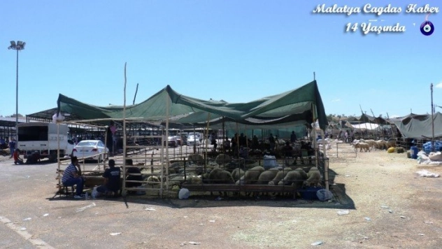 Küçükbaş kurbanlıklara rağbet az oldu