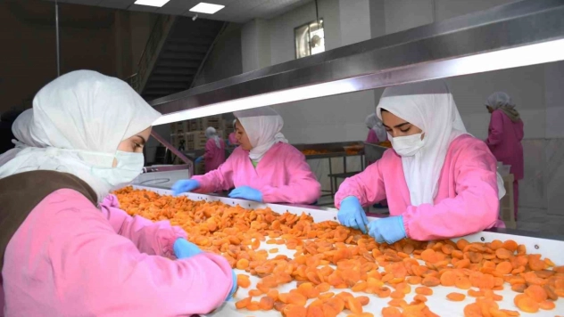 Kuru kayısıda 11 ayda 275 milyon dolar gelir elde edildi