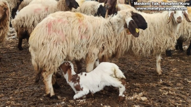 Kuzulama dönemi başladı