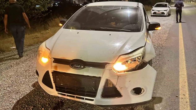 Otomobilin çarptığı domuz telef oldu