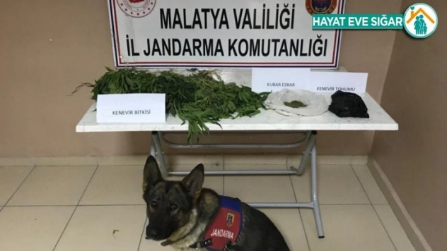 Yasa dışı kenevir operasyonu