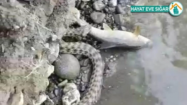 Yılanın balık avı kameraya yansıdı