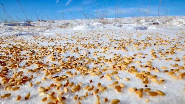 Darende'de yaban hayvanları için doğaya yem bırakıldı