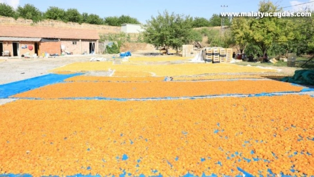 Malatya kayısısından 500 milyon Dolar gelir beklentisi