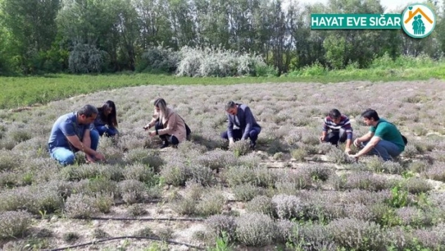 Yüksek sıcaklık etkisinde