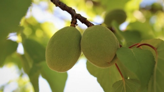 Malatya'da yoğun kayısı mesaisi devam ediyor