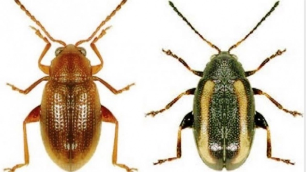 Malatyalı çiftçilere 'Toprak Piresi' uyarısı