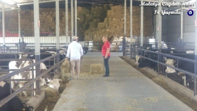 Manisa'daki yangından tahliye edilen hayvanlar için yem desteği