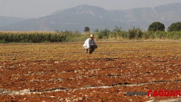 Manisa, kurutmalık ve sofralık çekirdeksiz üzüm üretiminde ilk sırada