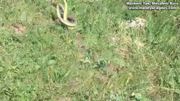 Mantar toplamaya çıktı, yılanların dansını görüntüledi