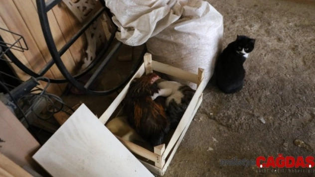 Marangoz atölyesindeki horoz ve kedilerin dostluğu