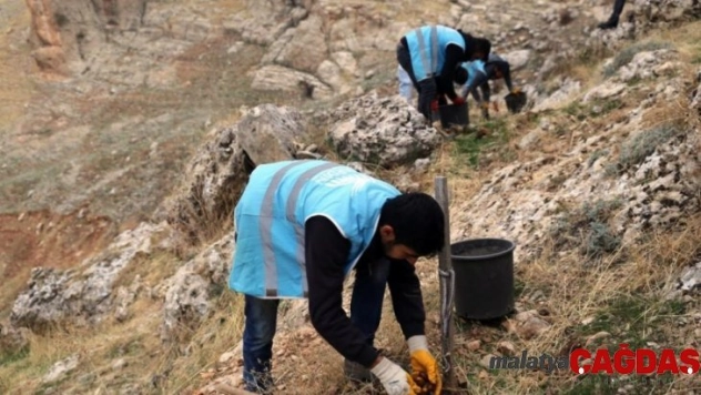 Mardin'de palamut ve mazı meşesi seferberliği