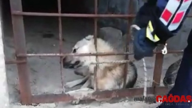 Menfezde mahsur kalan köpek kurtarıldı