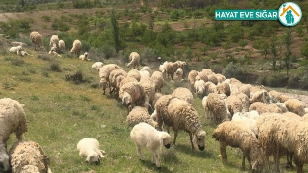 Mera-yayla kiralamaları ihalesi ertelendi