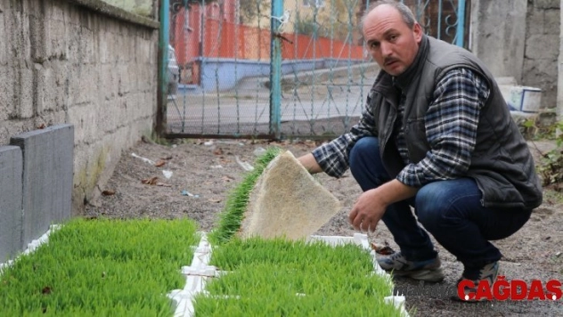 Merak edip araştırdı, hayvanları için topraksız buğdaydan çim üretmeye başladı
