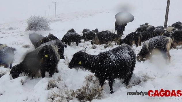 Meraya çıkarılan yüzlerce koyun kara yakalandı
