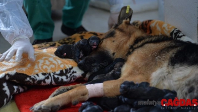 Mersin'de bir köpek sezaryenle 16 yavru doğurdu