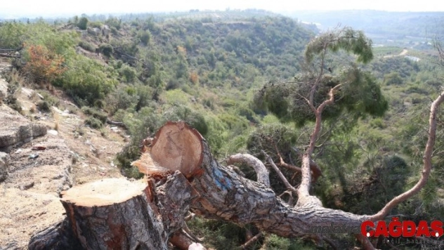 Mersin'deki ağaç katliamı ile ilgili 1 kişi gözaltına alındı
