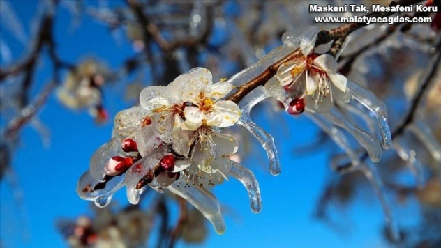 Meteorolojiden 4 ile zirai don uyarısı