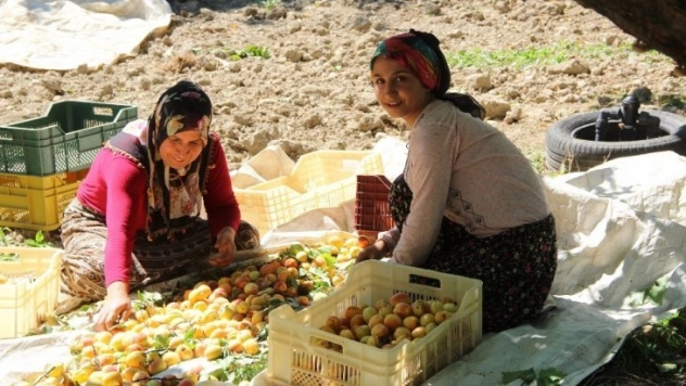 Mevsimlik kayısı işçilerinin zorlu mesaisi