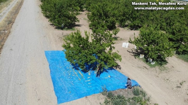 Sıcak havada zorlu kayısı mesaisi başladı