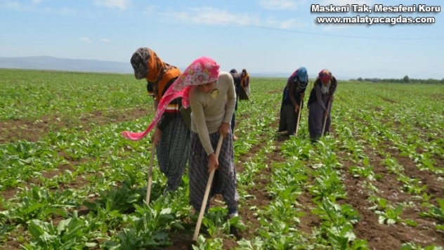 Mevsimlik tarım işçilerinin zorlu mesaisi başladı