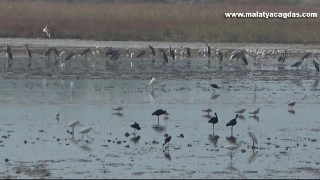 Mileyha sulak alanında kuş gözlem etkinliği