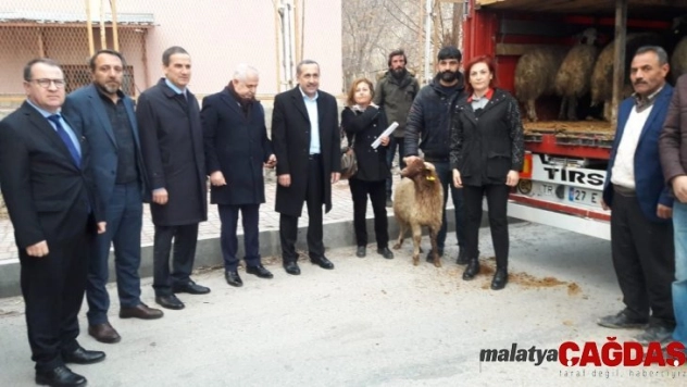 Milletvekili Arvas, 'Küçükbaş hayvancılık Van için büyük bir sektördür'