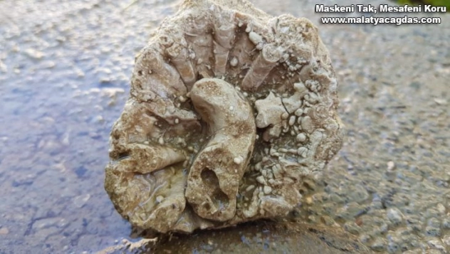 Tutdere Tut'ta ki fosilli alan adeta açık hava müzesi