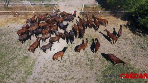 Milyonluk taylar Veliefendi'de görücüye çıkıyor