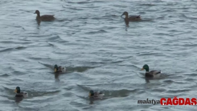 Misafir ördekleri vatandaşlar besliyor