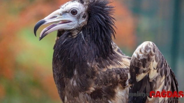 Mısır Akbabasının iki ülke arasındaki yolculuğu