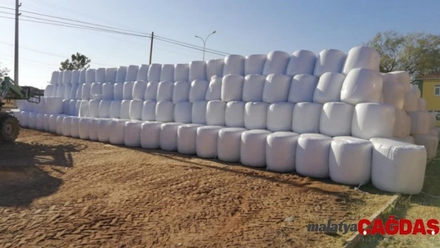 Mısır silajı hayvancılığın yeni gözdesi