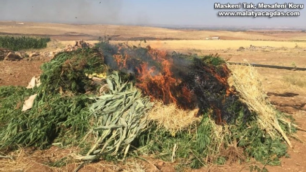 Mısır tarlasında uyuşturucu operasyonu
