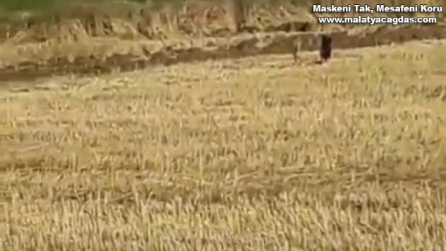 Mısır tarlasındaki domuzlar tedirginliğe neden oldu