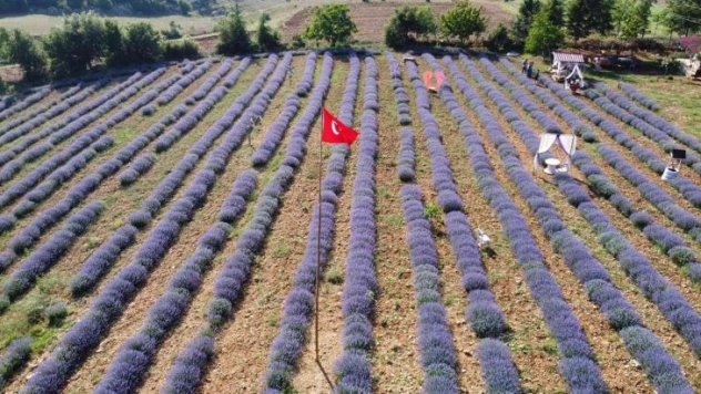 Mor tarlaların hanımağaları