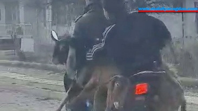 Motosiklette 2 keçi, 2 insan