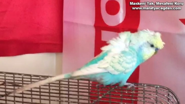 Muhabbet kuşundan milli takıma destek!