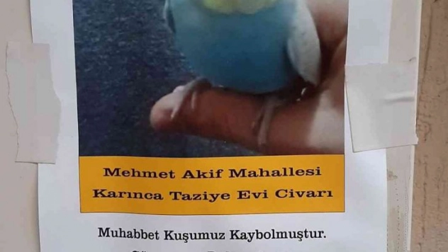 Muhabbet kuşunu bulana ödül