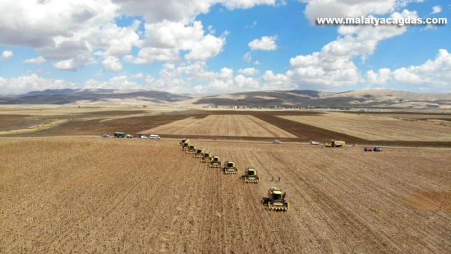 Muş Ovası'nda ayçiçeği hasadı başladı